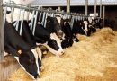 Brote de gripe aviar en ganado de Colorado y otros estados activa emergencia y protocolos de salud para prevenir contagios humanos