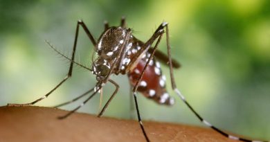 Alerta sanitaria en puerta: detectan en Yucatán al mosquito Aedes vittatus, portador de dengue, Zika y fiebre amarilla